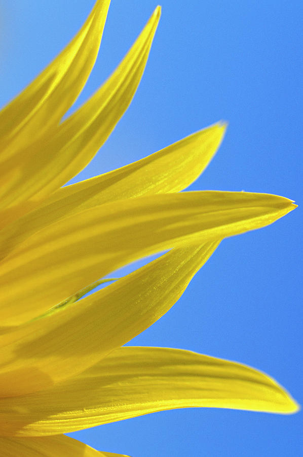Sunflower Petals Photograph by Wesley Hitt