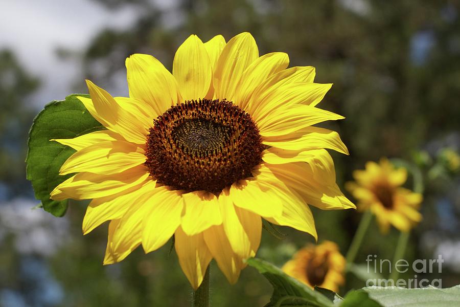 Sunflower Photo #2 Digital Art by Paper Moon Fine Art - Fine Art America