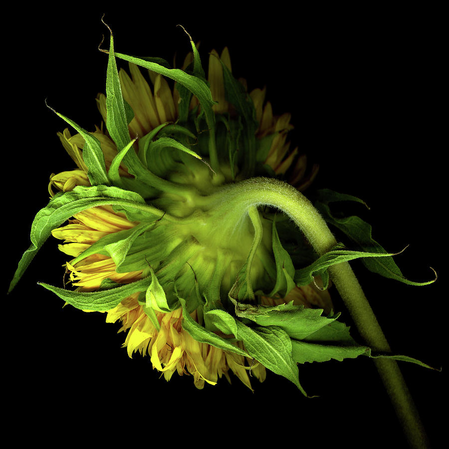 Sunflower Photograph by Photograph By Magda Indigo