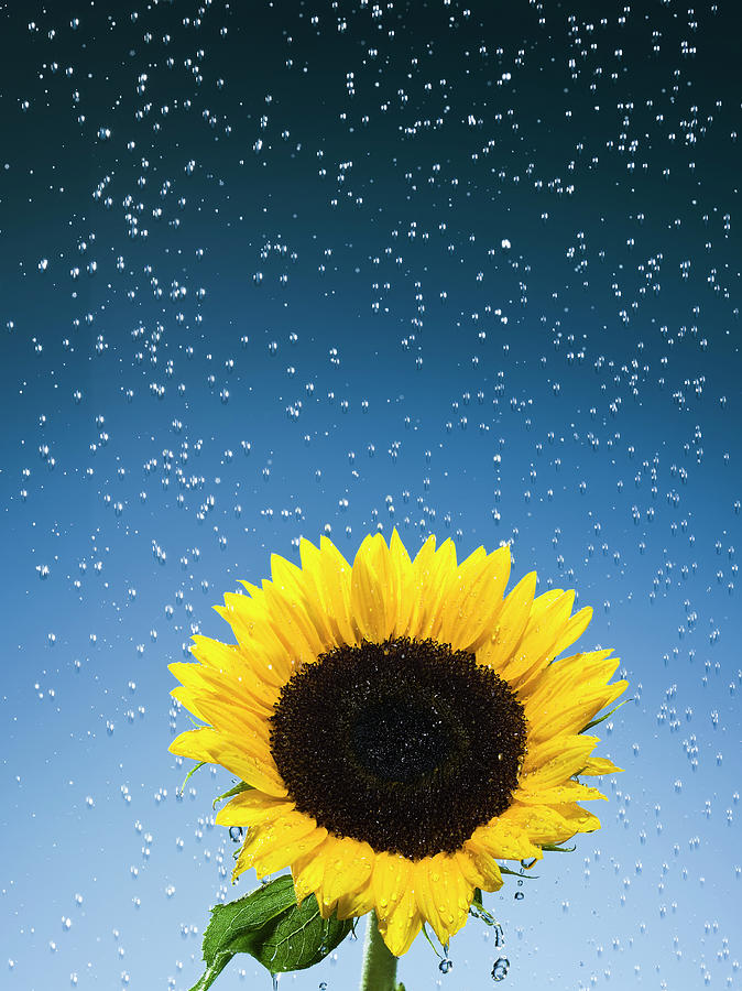 Sunflower Photograph by Pier