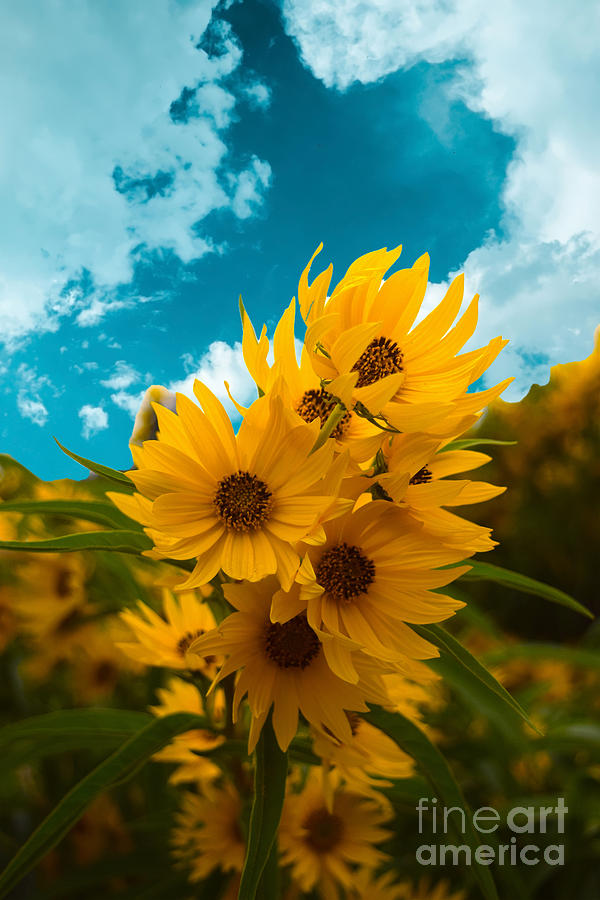 Flower Photograph - Sunflower Portrait by Sherry Little Fawn Schuessler