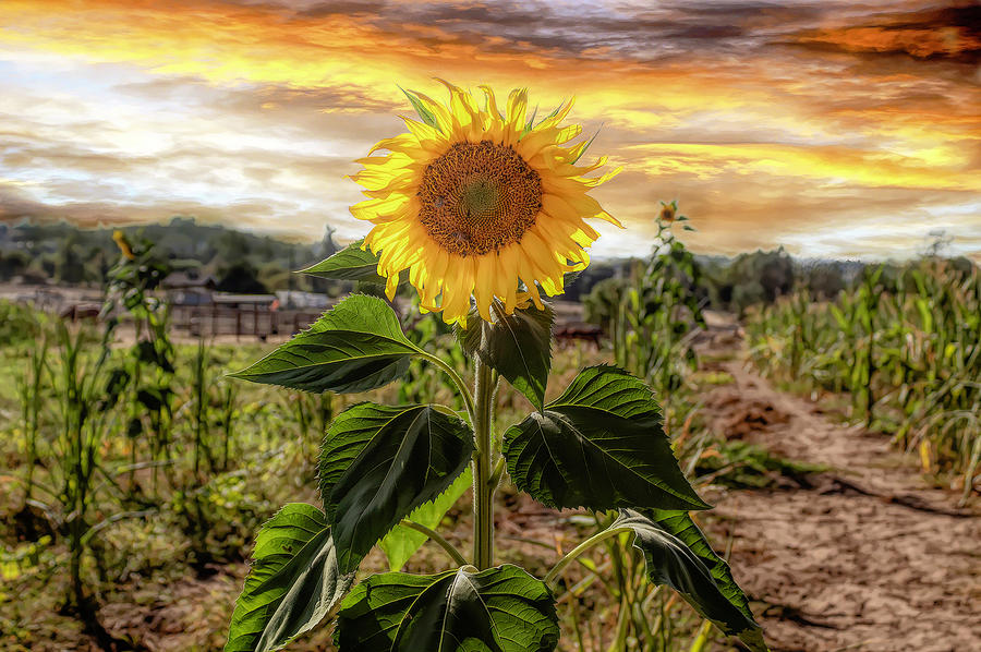 Sunflower Power 2.0 Photograph by Alison Frank