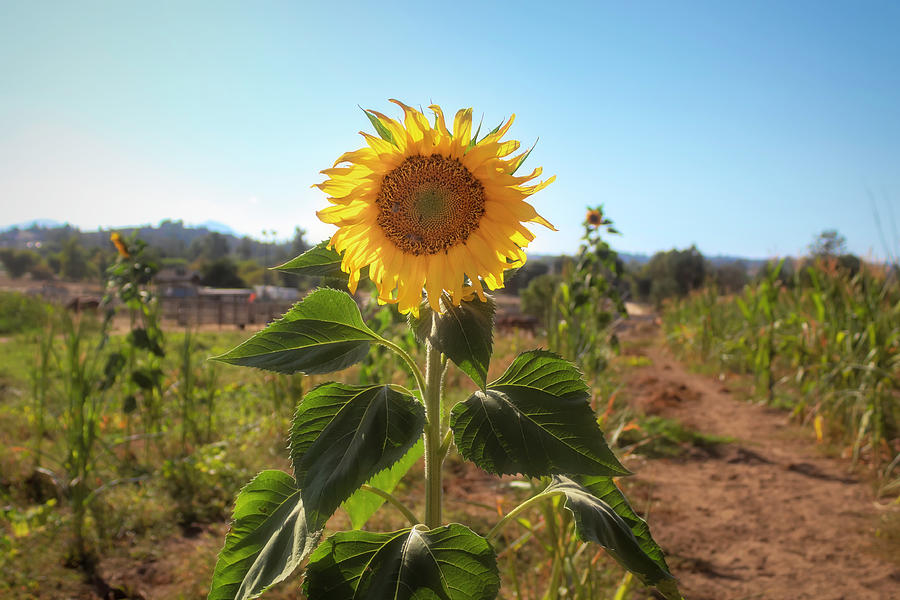 Sunflower Power Photograph by Alison Frank