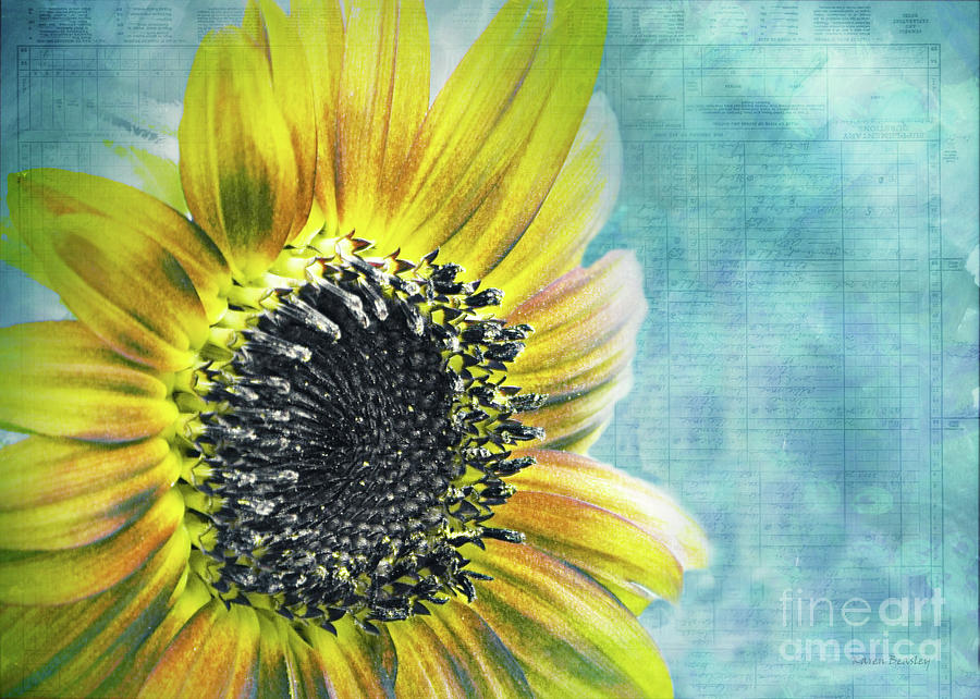Sunflower Power Photograph by Karen Beasley