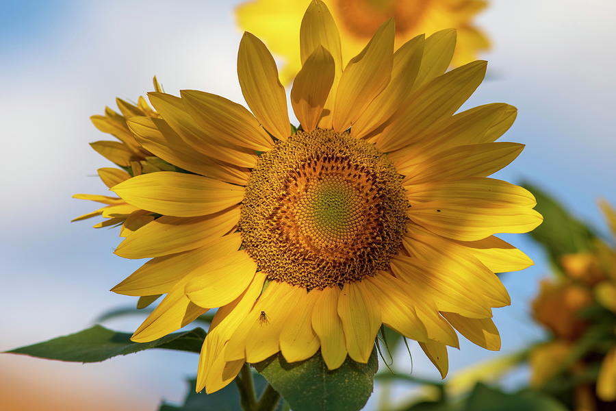 Sunflower power Photograph by Lynn Hopwood