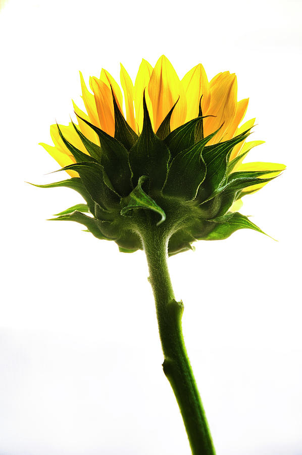 Sunflower Reaching Photograph by John Hansen