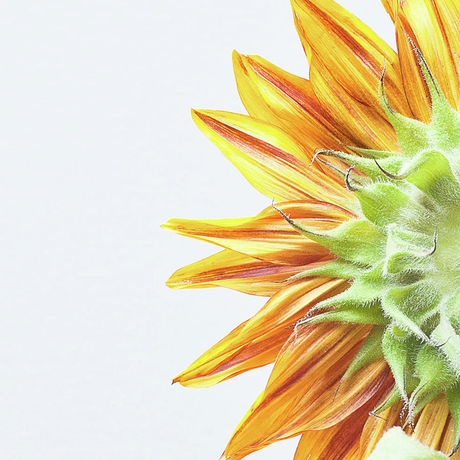 Sunflower, Rear View, Detail Photograph by Michael Adendorff