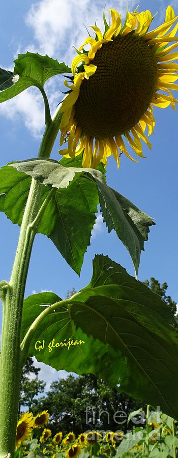 Sunflower Rising Wide Vertical Photograph