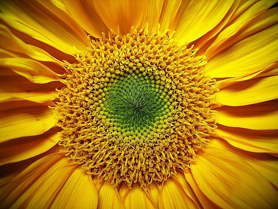 Sunflower Photograph by Robert S. Donovan