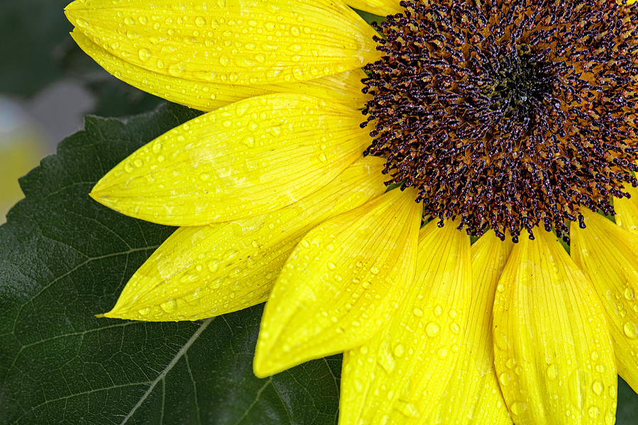 Sunflower  Photograph by Sandi Kroll