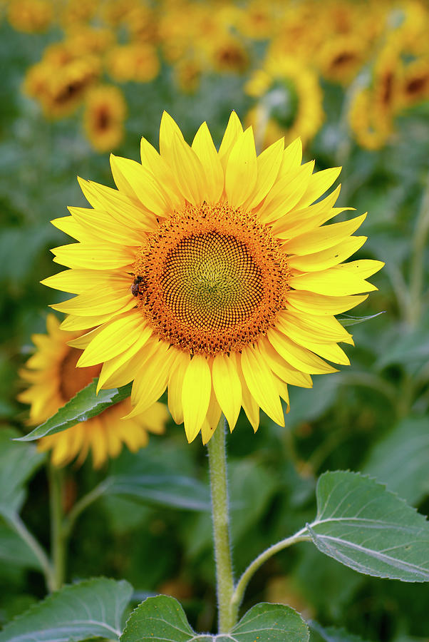 Sunflower Photograph by Sandsun