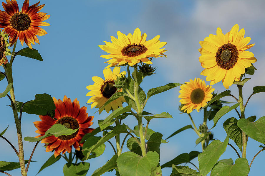Sunflower Satisfaction Photograph by Douglas Wielfaert