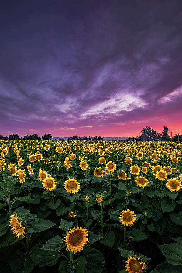 Sunflower Season Photograph by Vincent James