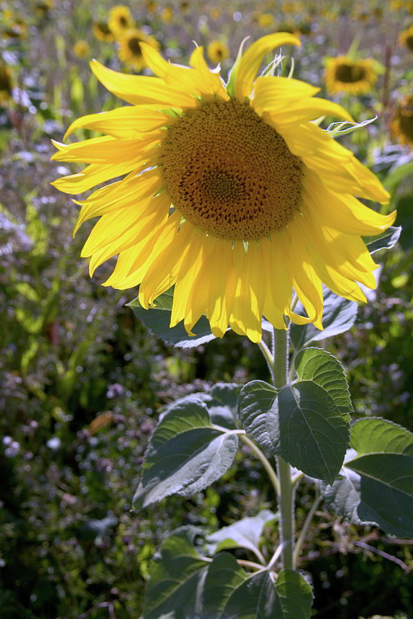 Sunflower Photograph by Seeables Visual Arts