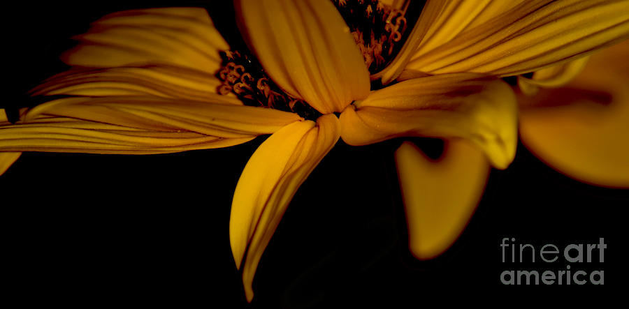 Sunflower Sensual Photograph by Debra Banks
