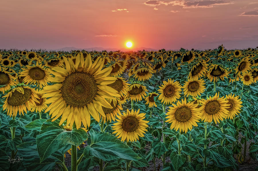 Sunset Flowers Photograph by Richard Raul Photography