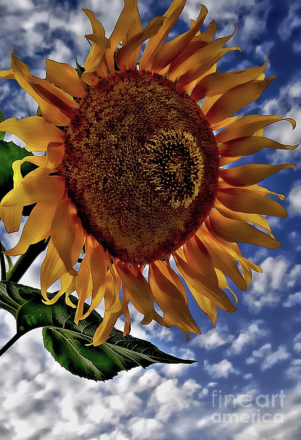 Sunflower sky Photograph by Jolanta Anna Karolska