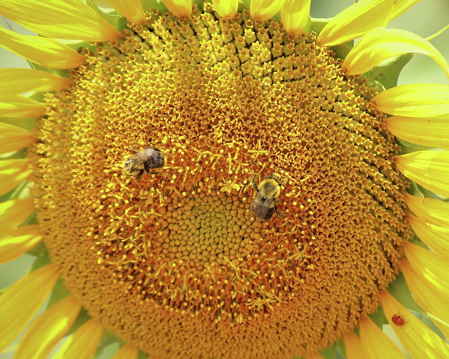 Sunflower Smile by Angel Sharum Sunflower Smile by Angel Sharum