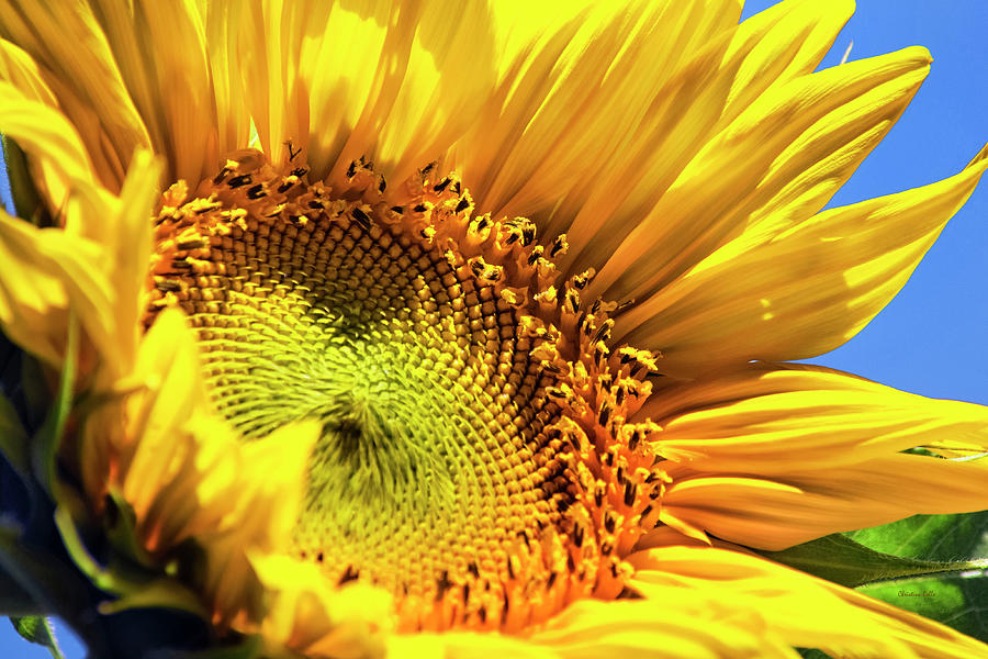 Summer Sunflower Photograph by Christina Rollo