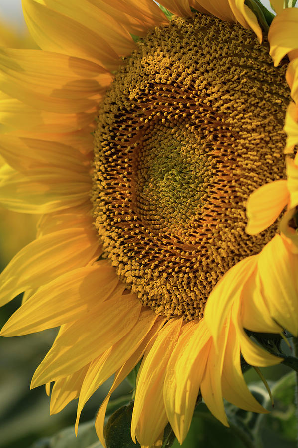 Sunflower Smiles Photograph by Joe Kopp