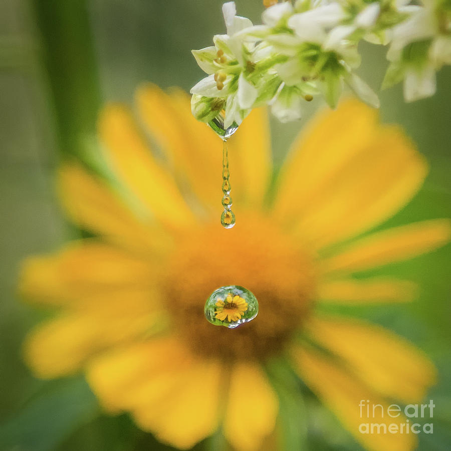 Sunflower Sparkle Photograph by Melissa Lipton