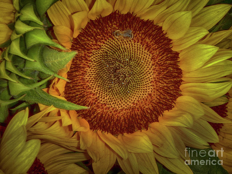 Sunflower Photograph - Sunflower Splendor by Judy Hall-Folde