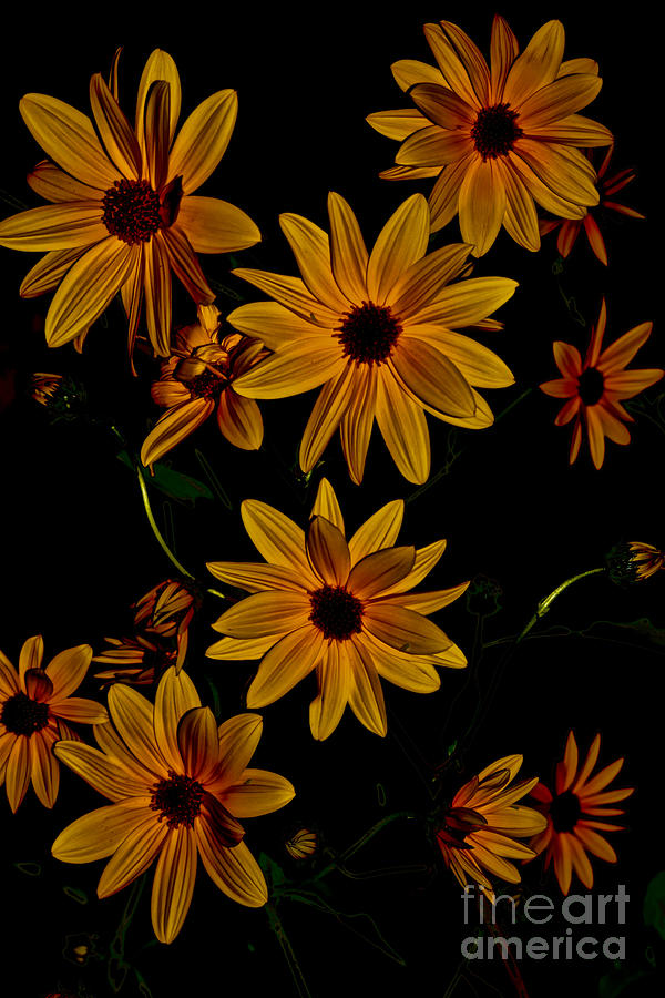 Sunflower Spotlight Photograph by Debra Banks
