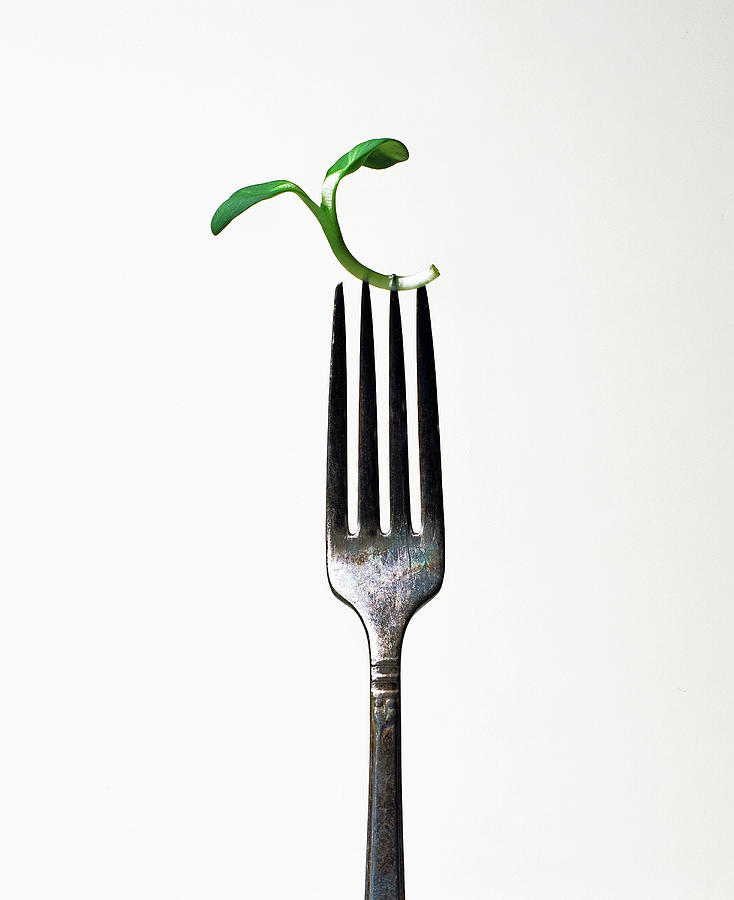 Sunflower Sprout On A Fork Photograph by Emily Brooke Sandor