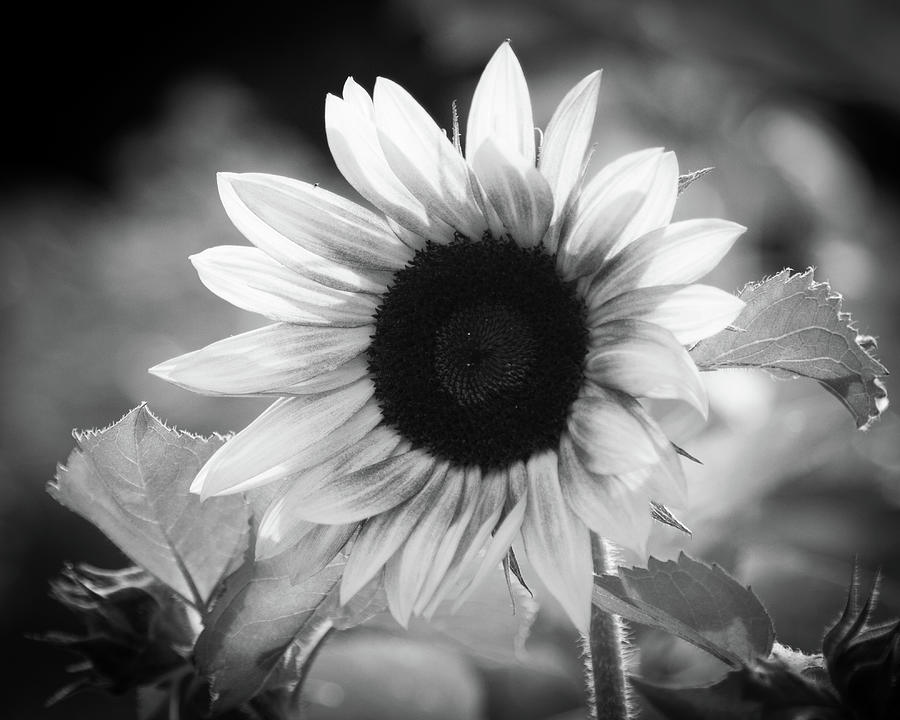Sunflower Photograph by Stacy Wilkinson - Fine Art America