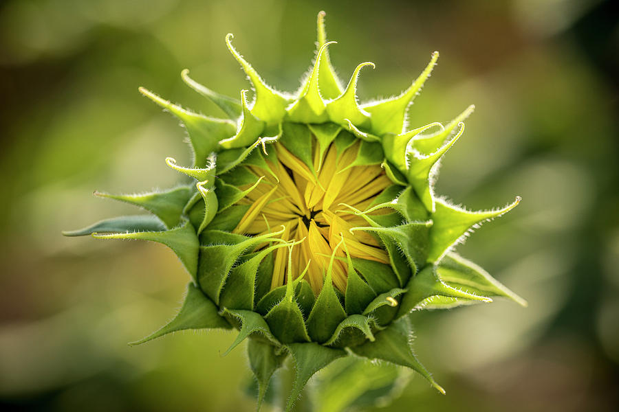 Sunflower Start Photograph by Teri Virbickis