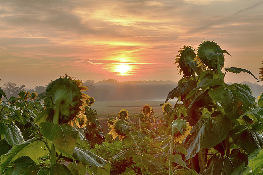 Sunflower State Sunrise Photograph
