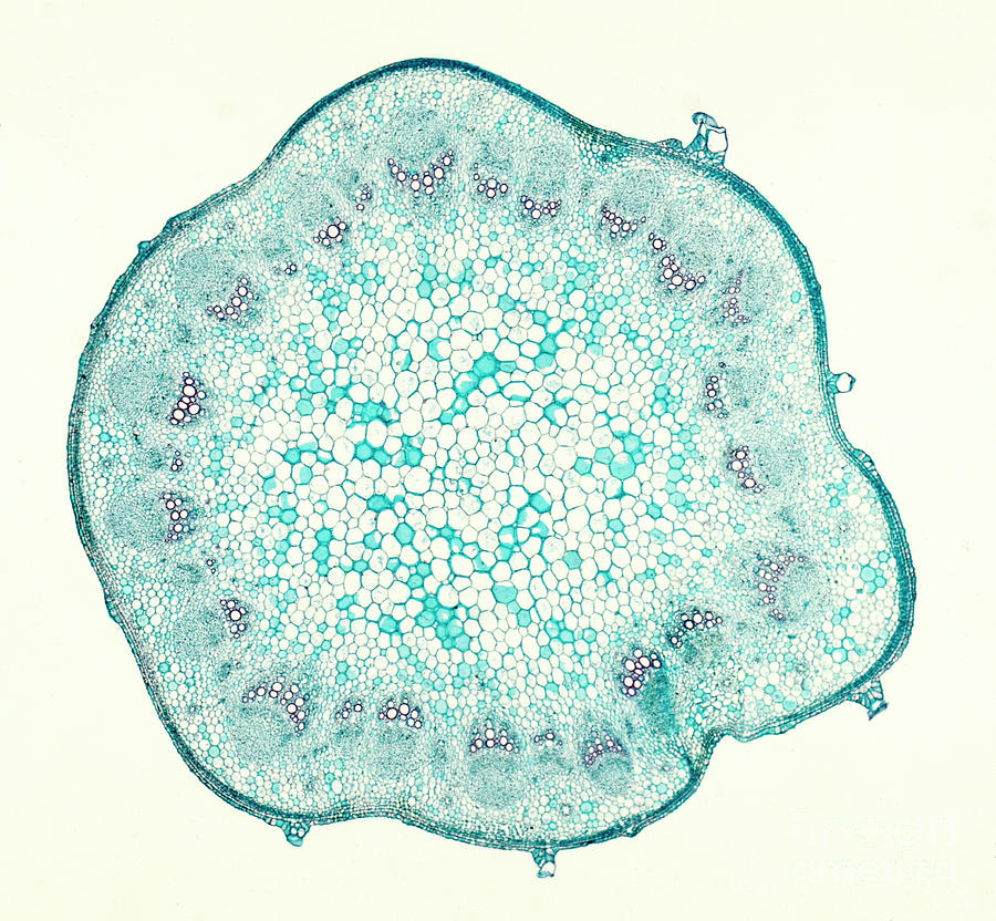 Sunflower Stem Cross-section Photograph by Nigel Downer/science Photo ...