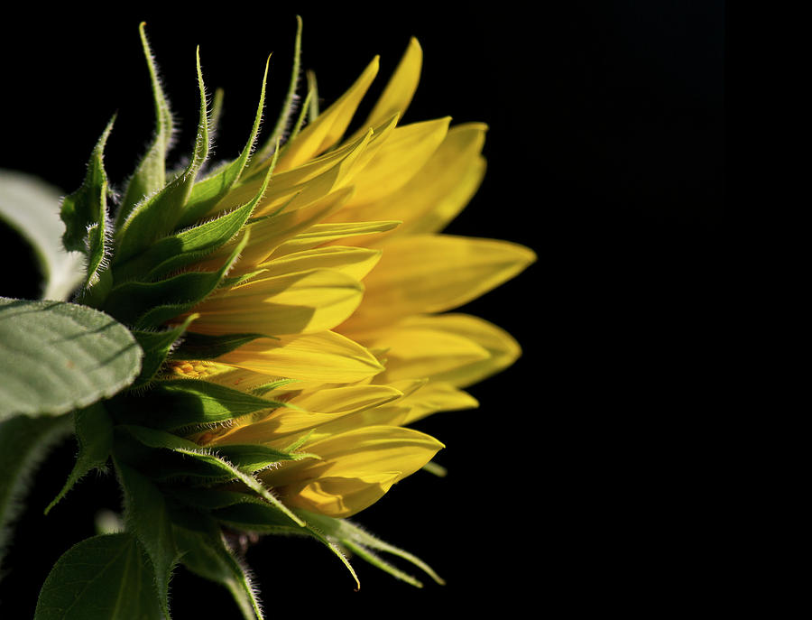 Sunflower Photograph by Straublund Photography