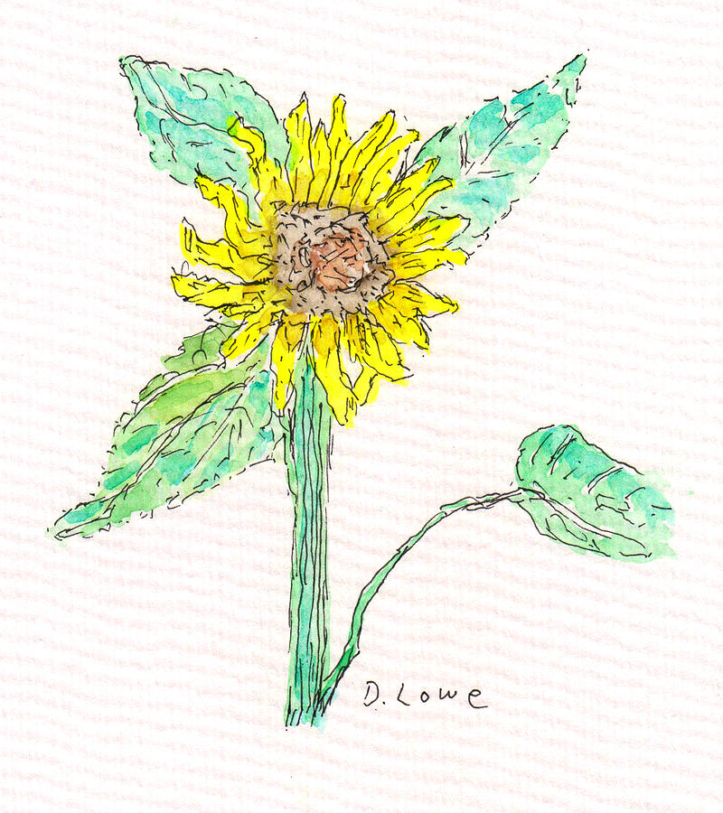 Sunflower Study in Color Drawing by Danny Lowe