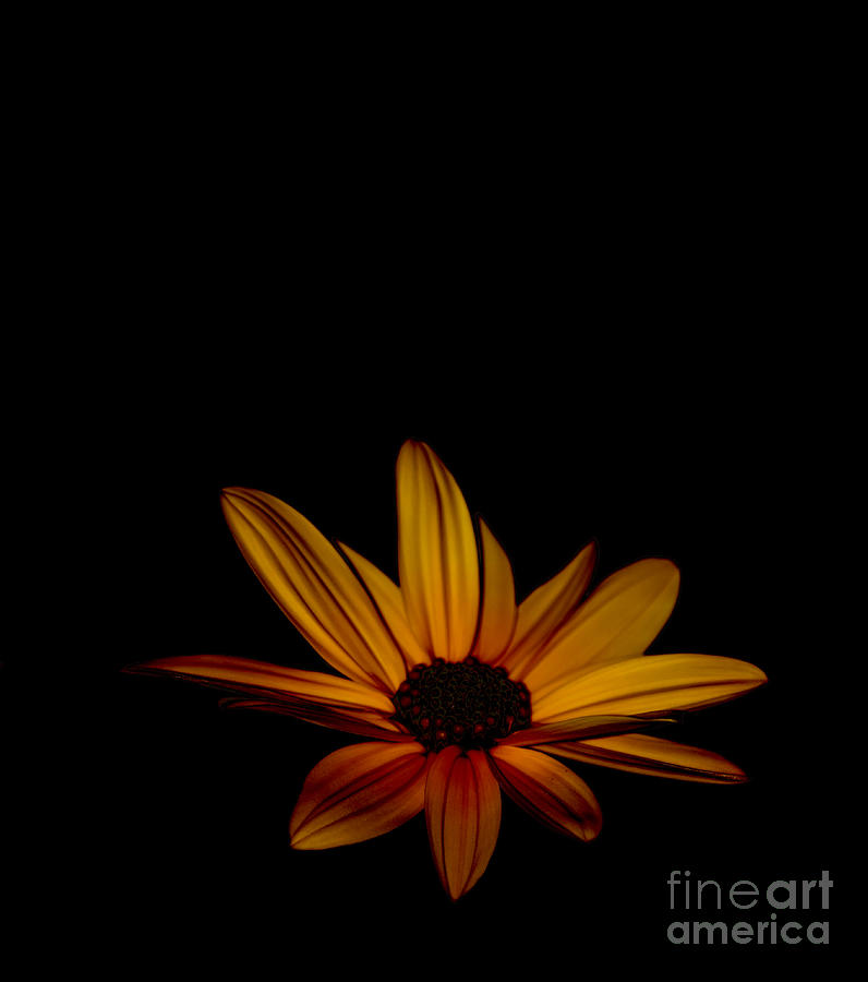 Sunflower Sublime Photograph by Debra Banks