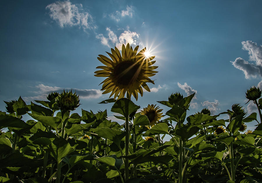 Sunflower Sun Flare Photograph by Rose Guinther