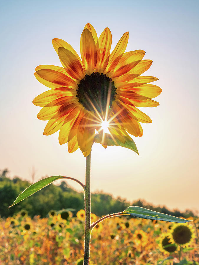 Sunflower Sunburst Photograph by Framing Places