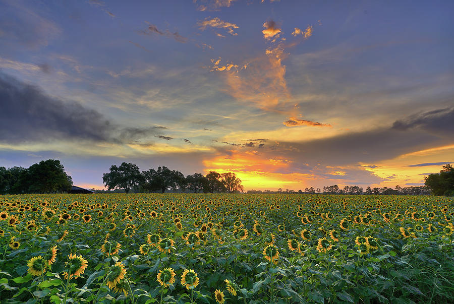 sunflower sundown by Kenny Nobles sunflower sundown by Kenny Nobles