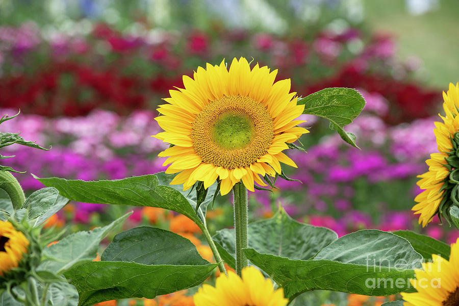Sunflower Sunrich Gold Photograph by Tim Gainey