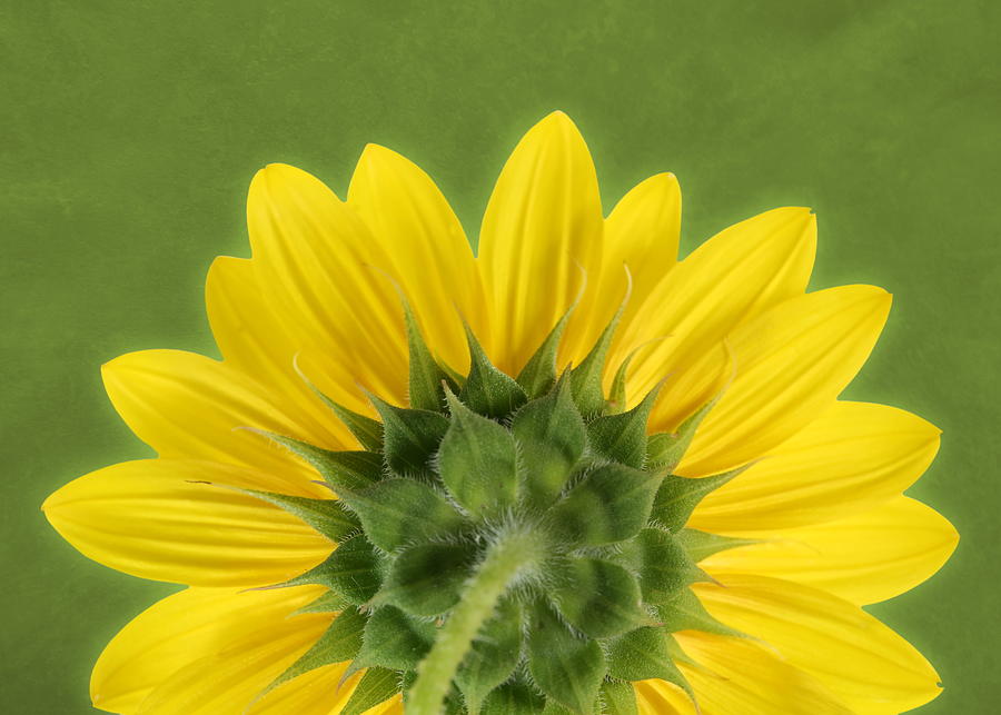 Sunflower Sunrise - Botanical Art by Debi Dalio Sunflower Sunrise - Botanical Art by Debi Dalio