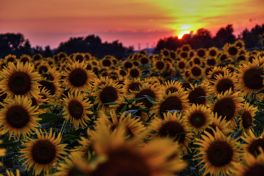 Sunflower Sunset 001 Photograph by Lance Vaughn