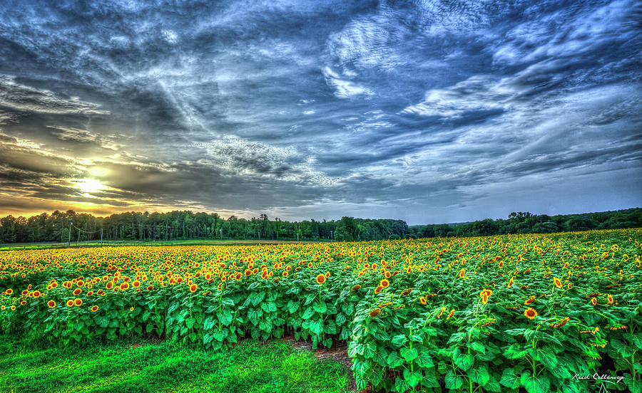 Sunflower Field Sunset The Iron Horse Farm U G A Agricultural Farming Landscape Art Photograph by Reid Callaway