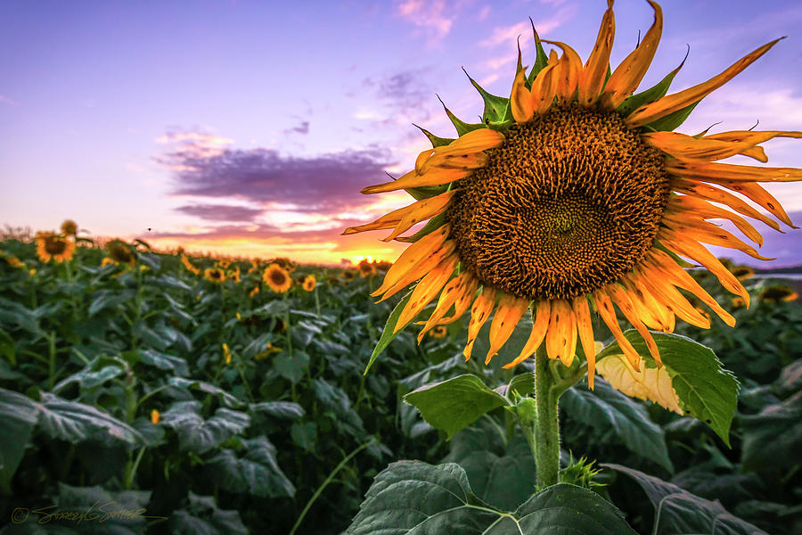 Sunflower Sunset at Sykes Farm Photograph by Stacey Sather