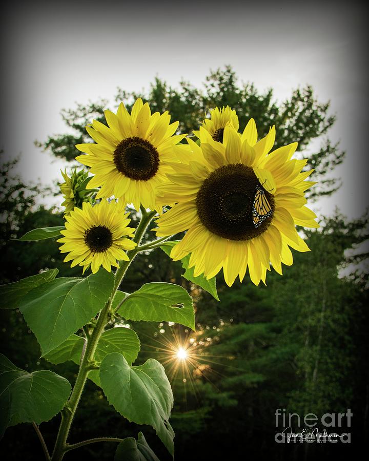 Sunflower - Sunset Photograph