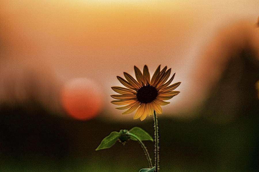 Sunflower Sunset Photograph by Ronnie Prcin