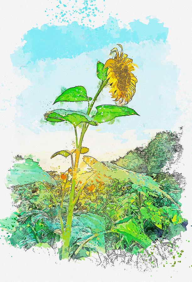 SUNFLOWER SUNSET watercolor by Ahmet Asar Painting by Celestial Images