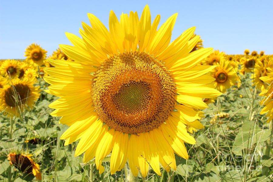 Sunflower Sunshine II Photograph by Barbra Telfer