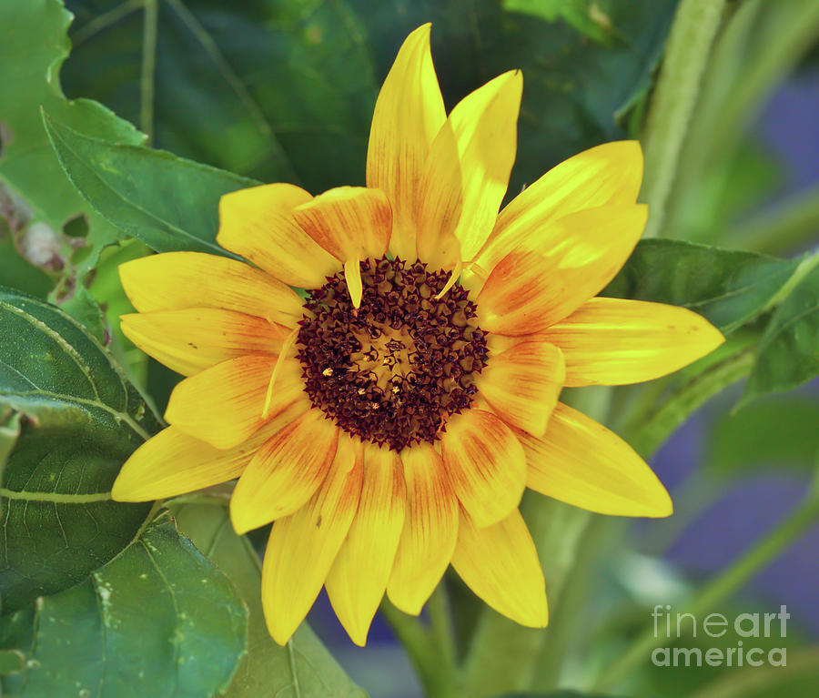 Sunflower - Sunshine On A Stem  Photograph by Kerri Farley