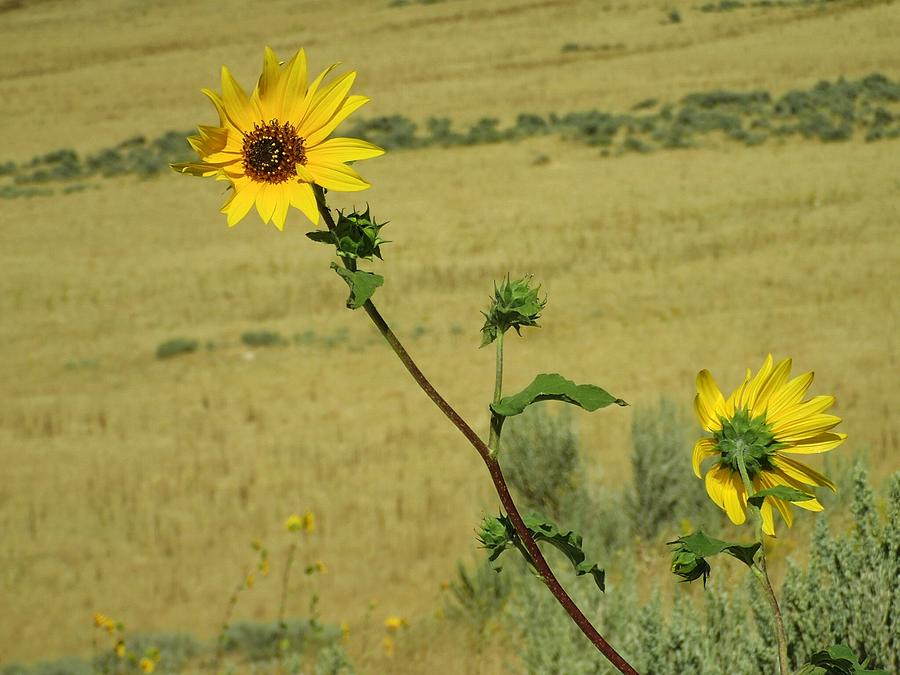 Sunflower  Photograph by Susan Jensen