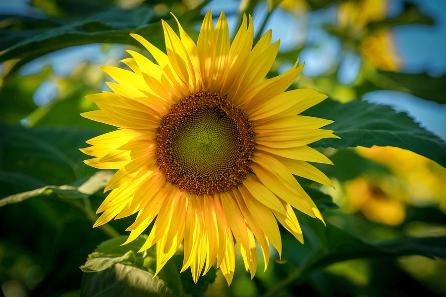 Sunflower Photograph by Susan Rydberg
